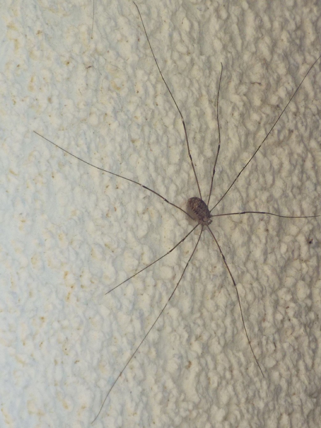 Leiobunum cf. limbatum